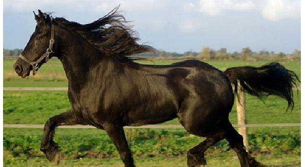 Équitation. 2 km (Sur commande préalable)