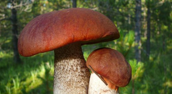 Paradis pour les Passionnés de champignons.