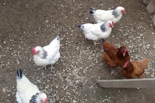 farm-for-chickens_2