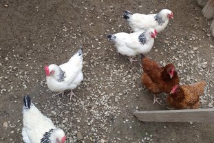 ferme-pour-les-poulets_2